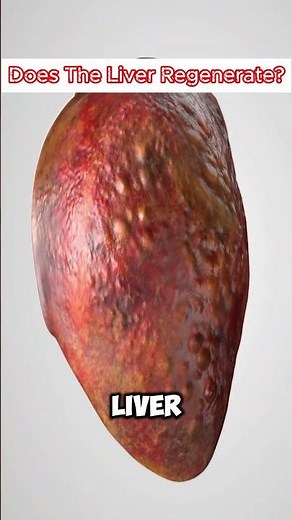 Does the Liver Regenerate? Can the Liver Heal Itself?