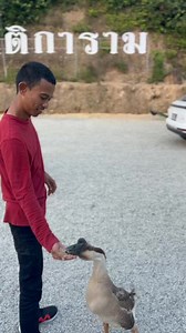 348K views · 8.7K reactions | พามากินซีฟู๊ดเป็นๆ กินเสร็จขึ้นเขาไปดูฝูงนกยูงที่หาดใหญ่ (บ้านพรุ) | แน้ม Studio Project. | Facebook