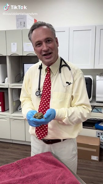 Dr Danielson discusses a serious risk to your pets that is becoming more common in Florida #drdanielson #toad