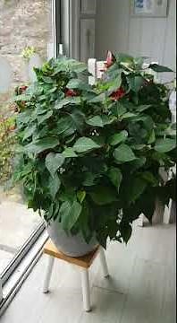 Poinsettia Care how to turn your Poinsettia red for Christmas