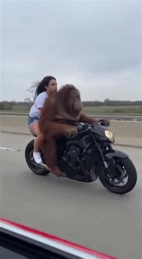 Damm#fyp #meme #animals #funny #ai