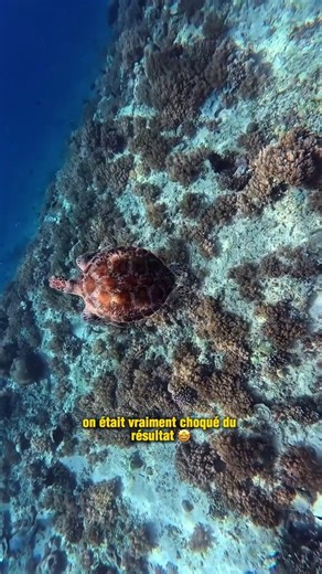 La meilleure caméra sous-marine 😱 En tout cas pour nous il s'agit de la meilleure caméra pour filmer sous l'eau! Regardez ces images, c'est magnifique! Elle est aussi parfaite pour les vlogs avec un écran front~ | Lesly et Jay