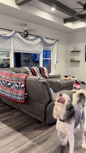 As if Christmas isn’t enough, let’s add a flying helicopter in the house 😂, please send help. Poor Phoebe at the end! #thismomneedsavacation #dogsoftiktok #sheepadoodle #cockapoo