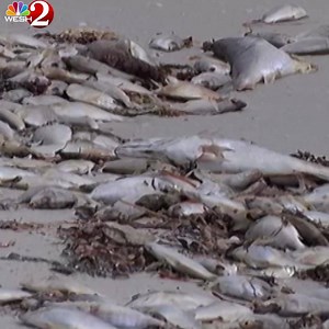 72K views · 848 reactions | Thousands of dead fish have washed up on Siesta Key's shore. FWC believes red tide is to blame for the latest number of sea life deaths. https://bit.ly/2AAGzt9 | WESH 2 News | Facebook