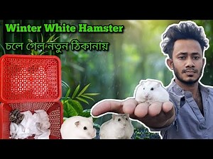 Winter White Hamster চলে গেল নতুন ঠিকানায় | Winter White Hamster Baby Available |Hamster Price In Bd