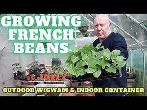Growing French Beans Wigwam Or Container Dwarf [Gardening Allotment UK] [Grow Vegetables At Home ]