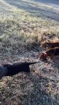 Alabama Rabbit Hounds & God country