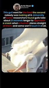 The Gull That Outsmarted Everyone