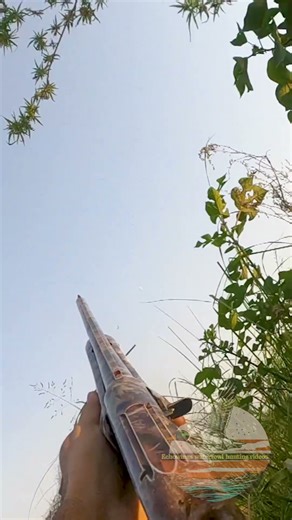 Wild Pigeon Hunting #pigeonhunting