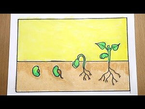Plant Germination drawing | How to draw plant germination drawing | plant drawing | Nature drawing