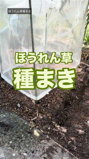 【ほうれん草】少し陽当たりが悪いから大丈夫かなぁ #ほうれん草