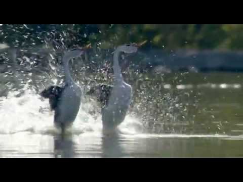 Dancing (Love) Ducks/ Grebes - Most Beautiful Dance by Birds