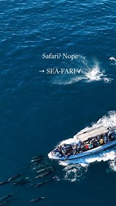 The Sea of Cortez hosts one of the most unique marine aggregations on the planet. Every spring and summer, massive schools of mobula rays — sometimes thousands strong — travel through these waters in search of plankton, dancing and leaping with joyful energy. At the same time, dolphins, humpback whales, pilot whales, and other marine species move through these waters, drawn by the same rich feeding grounds. This isn’t a wildlife show — it’s a seasonal natural phenomenon rooted in migration, feed