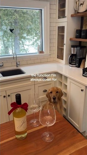 Dogs and wine? Sign me up #dogshorts #dog #dogsofyoutube #goldenretrieverpuppy #wine #winelovers
