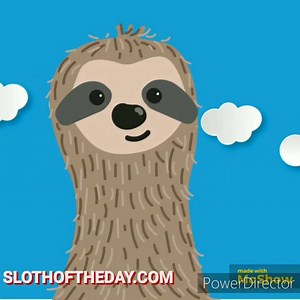 Short Sloth Compilation Video Leo Garcia @ https://slothoftheday.com Https://leogarciabooks.com | Sloth of The Day