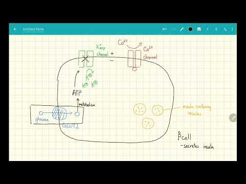 Mechanism of Action- Sulfonylureas