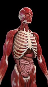 22K views · 514 reactions | #humananatomy #edallacademy #NEET2025 #neetcoaching #chennai #ambattur #neetpreparation #neetaspirants #viralreels #mbbs #NEETCrashCourse EDALL NEET Academy | EDALL NEET Academy | Facebook