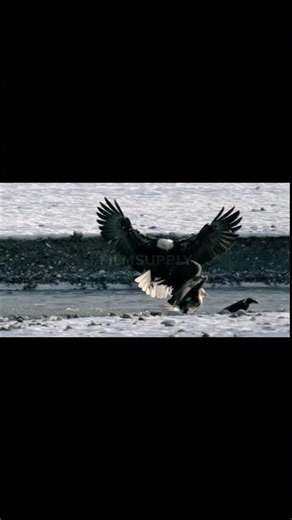 An eagle can spot a rabbit from 3 kilometers away... with surgical precision.