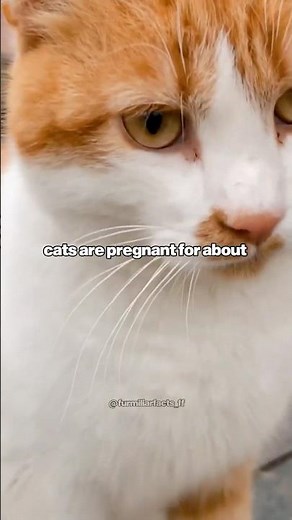 When Will My Cat Give Birth? 🐾 Quick Guide for Cat Lovers! #shorts #pets #catshorts