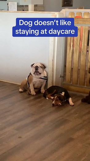 Doggy Day Care Dilemma: Diesel the Dog Screaming at the Gate