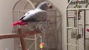 Parrot learns to use owner's Alexa to operate lights