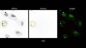File:Live-Cell-Imaging-of-Vaccinia-Virus-Recombination-ppat.1005824.s008.ogv - Wikimedia Commons
