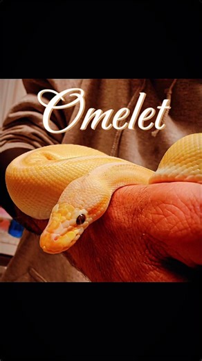 Our current reptile crew. #reptiles #ballpython #beardeddragon