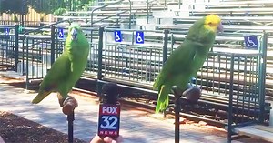 Parrots Playfully Break Out In Song While Being Interviewed