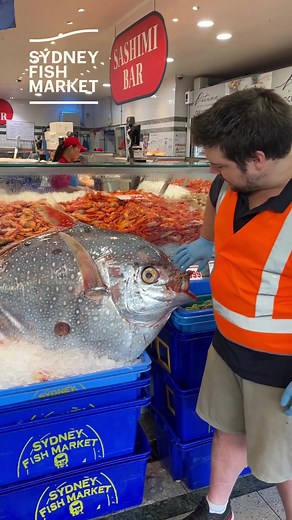 Discover the Opah Fish: Moonfish's Surprising Features and Culinary Potential