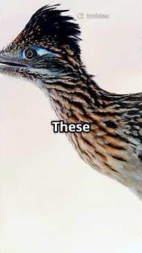 The Roadrunner – Nature’s Speedy Trickster 🏜️💨 | Fastest Bird of the Desert 🐦🔥