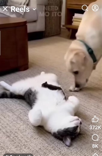 39 reactions · 18 shares |  DOG PRANKS CAT ✌️ | Teresa Ramos | Facebook