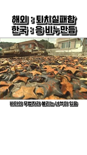 해외도 두손든 바다의 무법자 불가사리를 제품으로 만든 한국