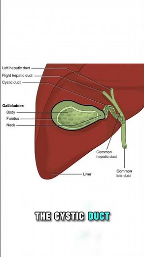 Gallbladder Problems Explained | Gallstones Symptoms & Serious Complications