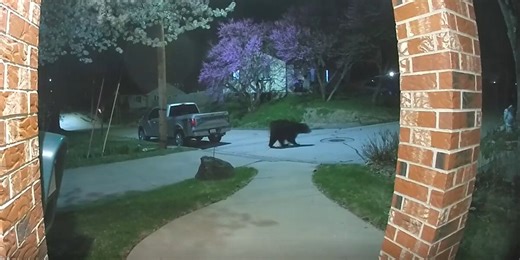 Iowa DNR: More black bear sightings expected as one calls Dubuque home
