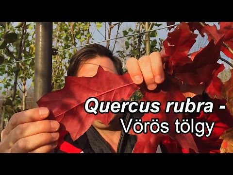 Quercus rubra - Vörös tölgy