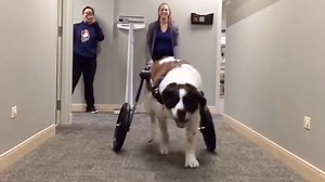 Happy Vet Tech Week! We recognize you, and we thank you for all that you do for animals!