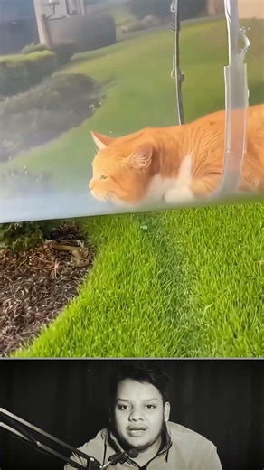 Cat Playing Inside Pipe 😹