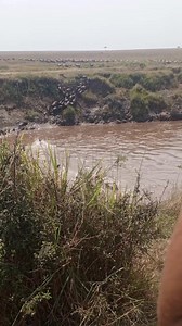 1.3K views | V⭐Best Of Bruno Safaris Adventures ✨Get to explore wildlife with Bruno Safaris珞 For more details kindly contact WhatsApp at +254111992822 Let's make your safari a lasting memory  WhatsApp+2541112992822 | Daniel Dan | Facebook