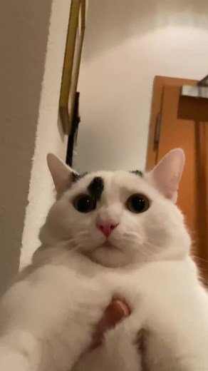 Happy Cat Dance GIF Compilation