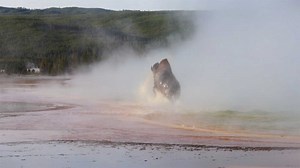 Yellowstone visitors watch bison die in 160-degree Grand Prismatic Spring - East Idaho News