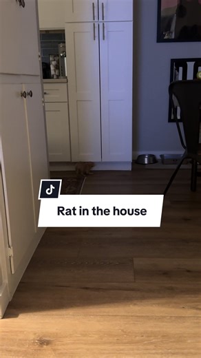 Chihuahua vs Rat: The Funny Comparison