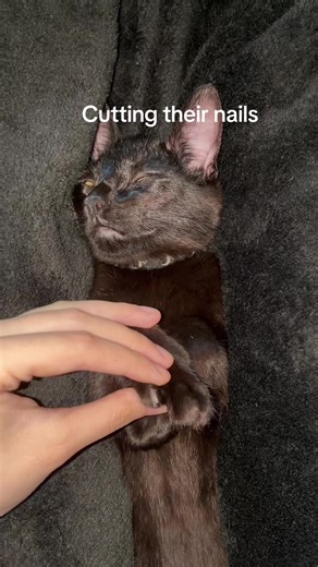#burger #casper is your cat this chill when cutting the nails? | pet clipper cat
