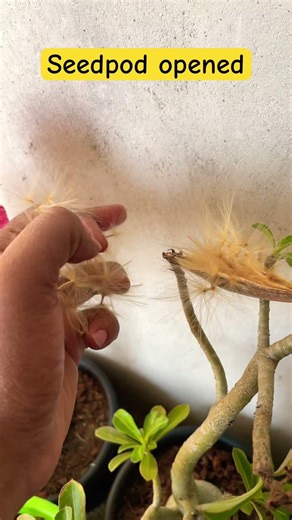 Seedpod opened || obesum seeds #arabicum #adeniumarabicum #adenium #desertrose #adeniumobesum