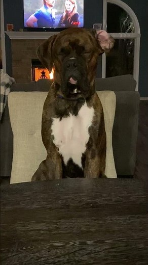 Boxer Falls Asleep While Sitting Upright || ViralHog