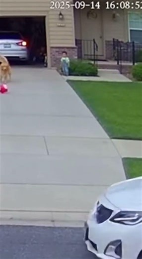 Hero Dog Yanks Toddler from Reversing Car! Security Cam Catches It 🐶