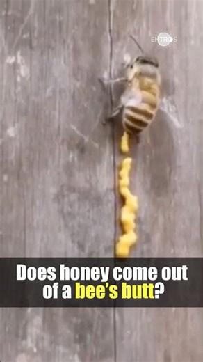 Does honey come out of a bee's butt? #bees #honey #animalfacts