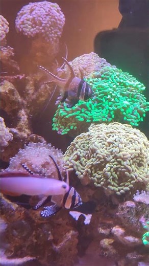 BANGAII CARDINAL FISH #reef #animals #pets