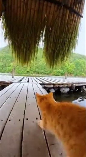 Can sweetness strike without warning？／甘さって不意打ちできる？ #cat #animals #cute #kitten