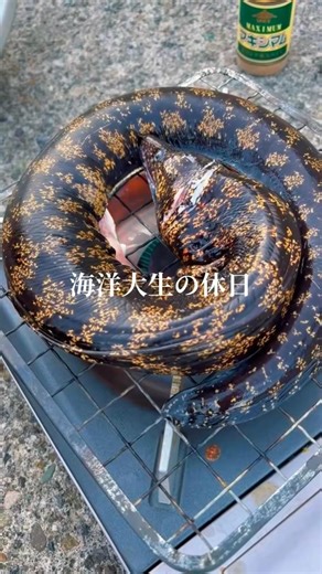 【海洋大生の休日】まったりウツボ丸焼き#東京海洋大学 #ヒビサカナ#アウトドア #ウツボ釣り#vlog