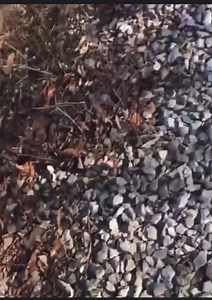 131K views · 693 reactions | The alleged ‘Bridge Guy’ video from the...